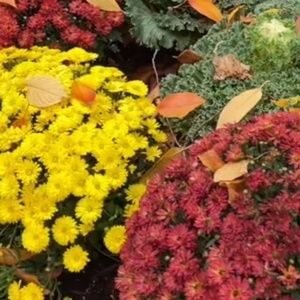 Meet your Posher, Elsa